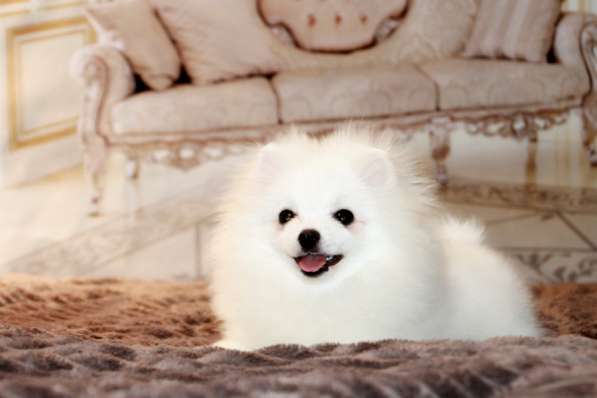 Щенки померанского шпица