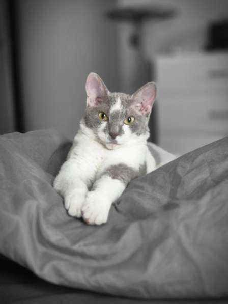 Отдам кошечку