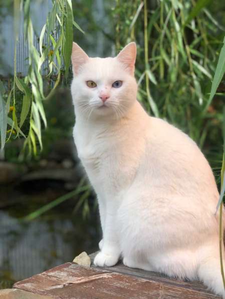 Кошка, в добрые руки в Москве