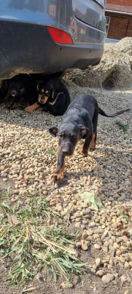 Предположительно "Русская гончая" в Краснодаре фото 3