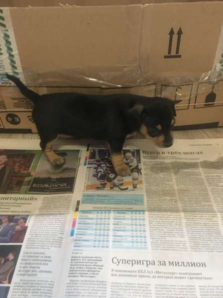 Той терьер русский в Магнитогорске фото 3