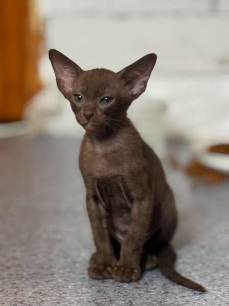 Ориентальный котик