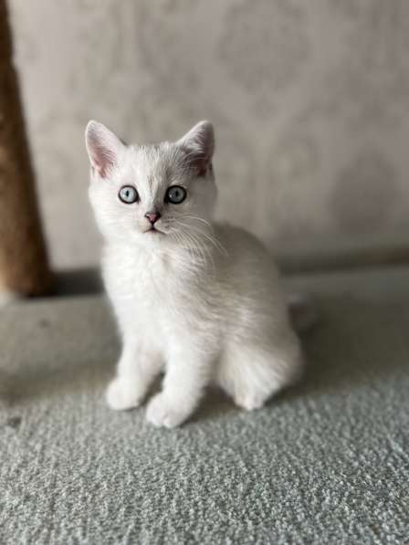 Reinrassige BKH Kitten mit blauen Augen в фото 4