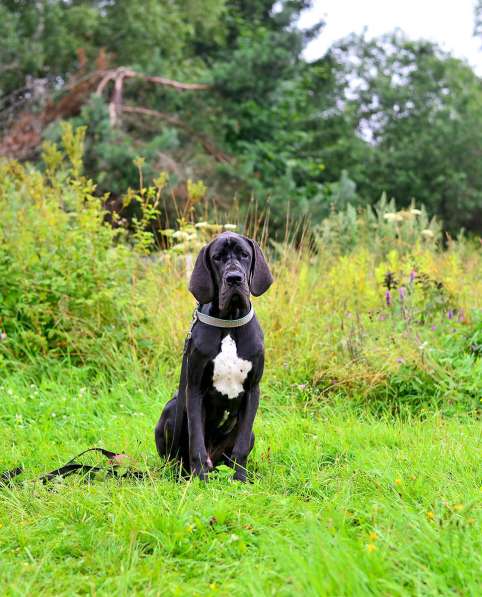 Щенки немецкого дога в Москве фото 6