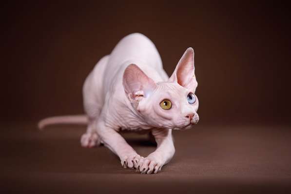 Котята Эльф, Бамбино, сфинкс