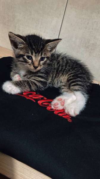 Кот - в добрые руки в Калининграде