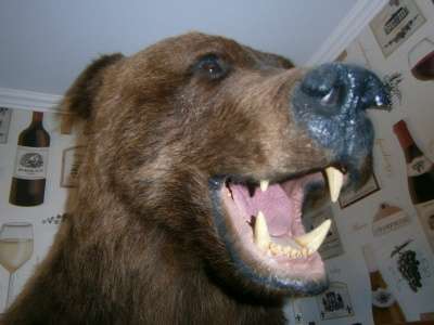 Чучело головы бурого медведя в Новосибирске фото 3