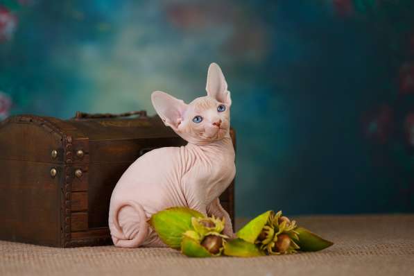 Питомник канадских сфинксов, эльфов, бамбино в Самаре фото 9