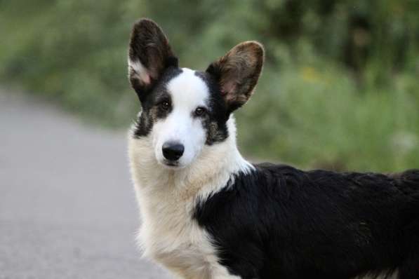 Вельш корги кардиган-мальчик