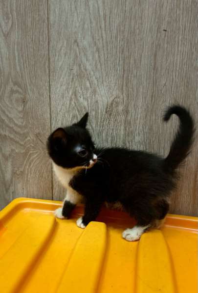 Котята в добрые руки!