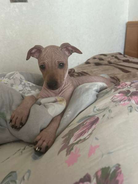 Американский голый терьер в Москве