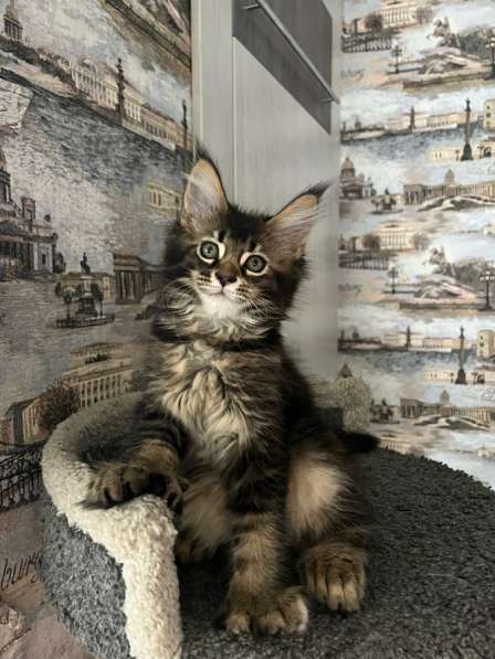 Мейн-кун полидакт девочка в Новосибирске фото 8