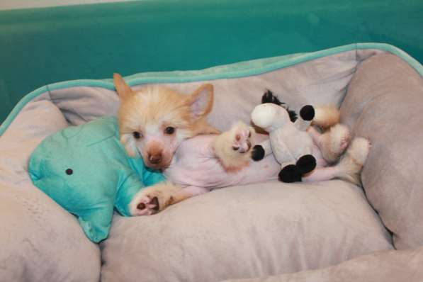 Щенок КХС в Москве фото 9