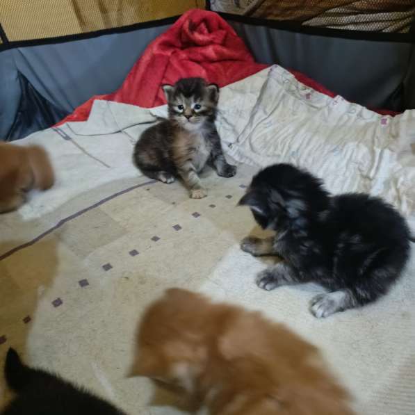 Мейн- кун, питомник в фото 4