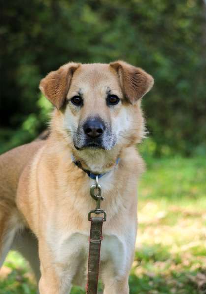 Чудесная Барабулька ищет дом и любящую семью! в Москве