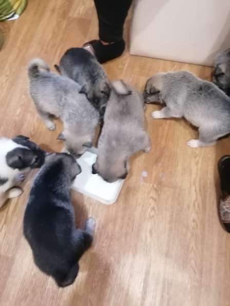 Щенки Западно-сибирской лайки от Чемпиона в Курске фото 6