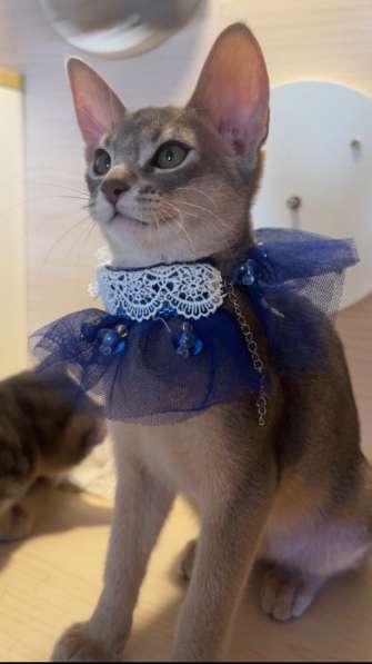 出售一只abyssinian 4个月龄 公猫