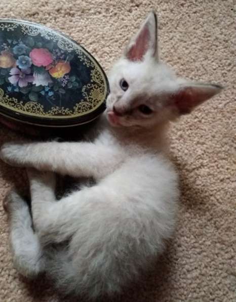 Элитный кудрявый котенок Герман-Рекс мальчик в Санкт-Петербурге фото 22
