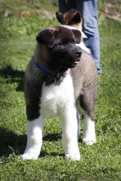 Щенки Американской Акиты в Санкт-Петербурге фото 8