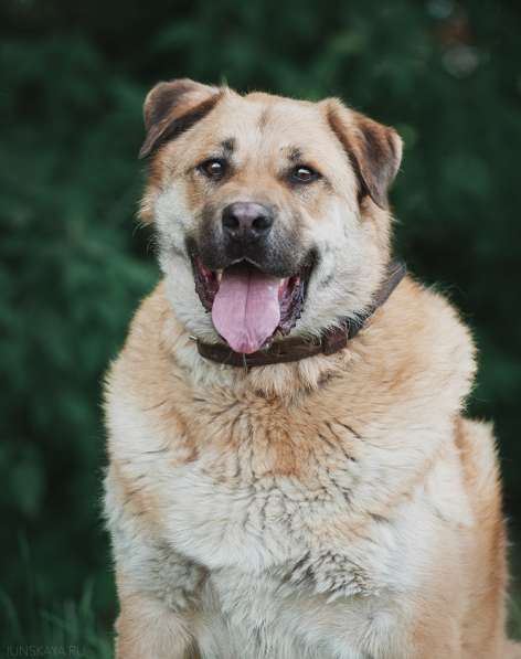 Кохинор ищет семью в Москве фото 34