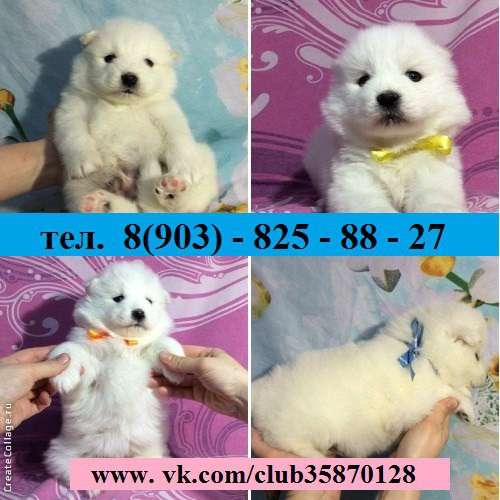 Щеночки Самоедской лайки Ми-ми Мишки в Череповце