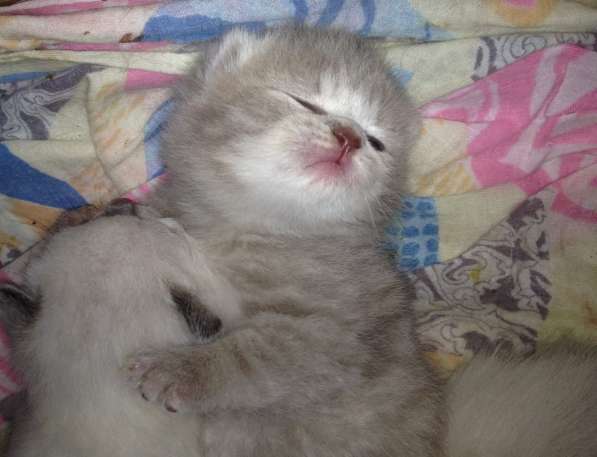 Британские котята в Крымске фото 7