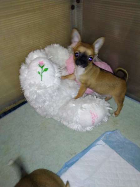 Милые щенки Чихуахуа 2 месяца в Железнодорожном фото 7