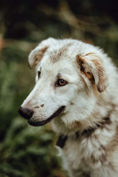 Очень ласковый пушистик ищет дом в Санкт-Петербурге фото 22