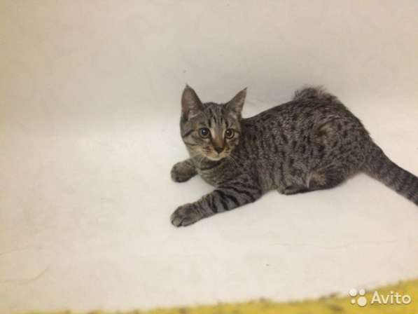 Кот Маркиз в Москве фото 5