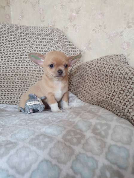 Chihuahua. Mini boy's в фото 4
