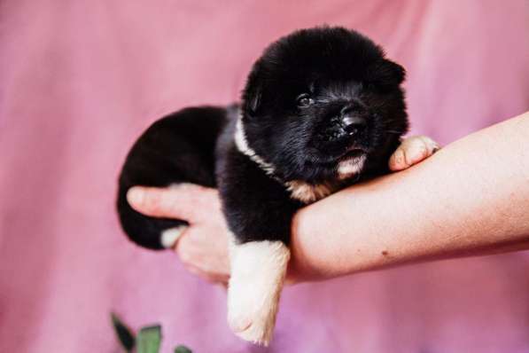 Щенки американской акиты в Ростове-на-Дону фото 16