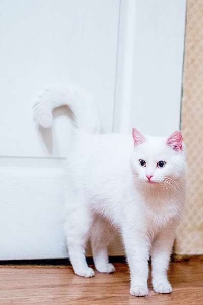 Две белоснежные красотки кошки в добрые руки в Москве фото 4