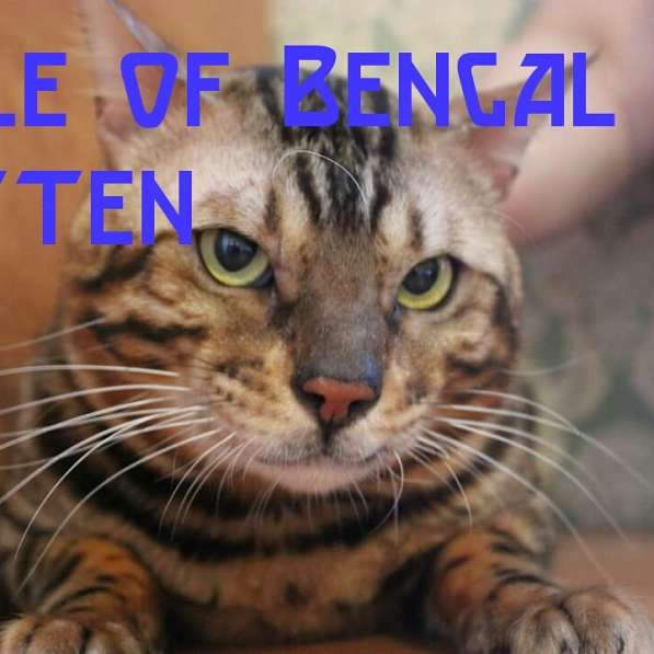Бенгальский кот