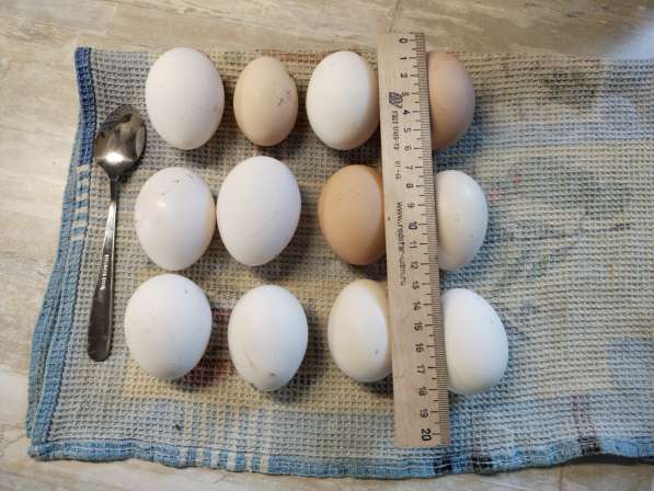Яйца домашние куриные от кур без гормонов и антибиотиков