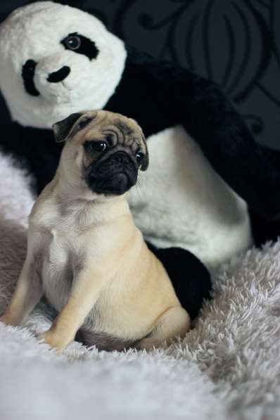 Щенки Мопса в Новосибирске фото 27