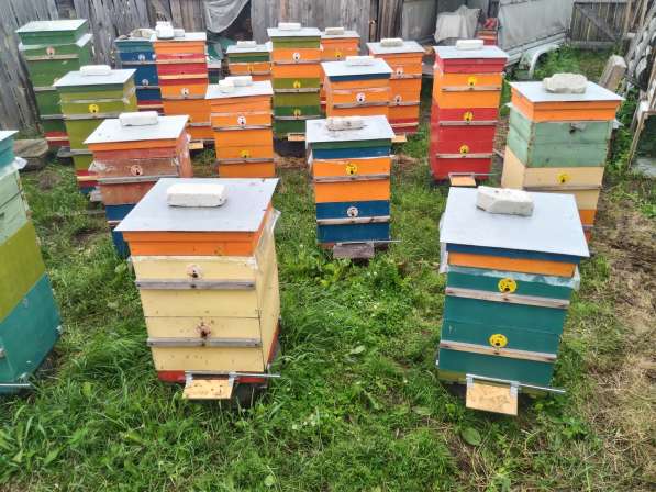 Мёд пчелиный Местный для жителей Кургана и пригорода 1,3кг в Кургане фото 9