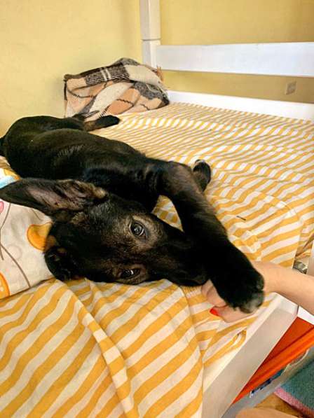 Чудесный ласковый щеночек Тимоша в добрые руки в Москве