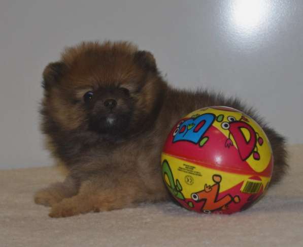 Лапочка в Одинцово фото 17