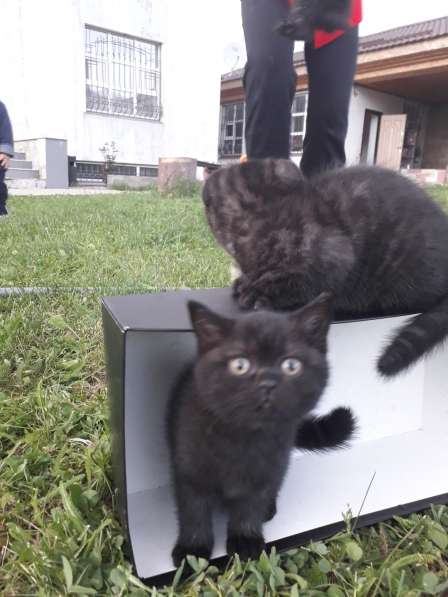 Продам милых шотландских котят в 
