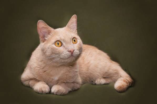 Егорка, кот персикового цвета, ищет дом в Москве фото 5