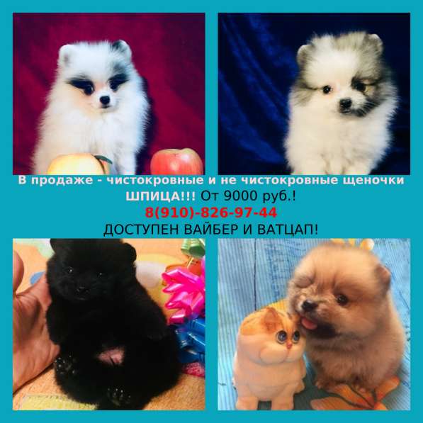 Померанцы недорого