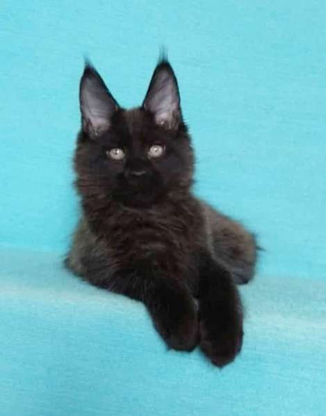 Кошечка мейн-кун из питомнника в Казани фото 34