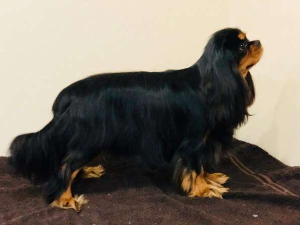 Щенки кавалер кинг чарльз спаниель в Москве фото 6