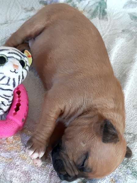 Милые мальчики и девочки Амстаффа резерв ркф в Москве фото 23