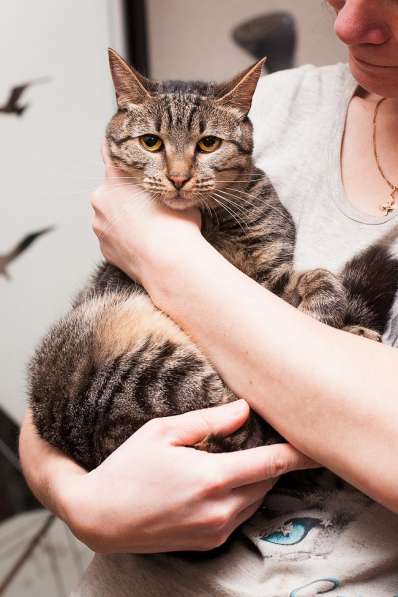 Фелисия – шикарная кошка в поисках дома! в Москве фото 3