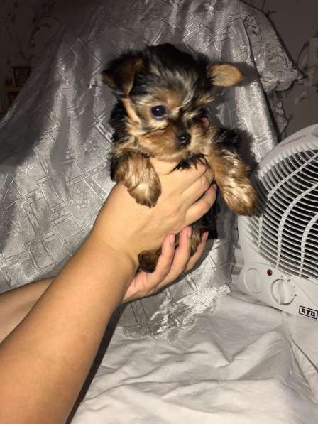 Продается щенок йоркширского терьера в Дзержинске фото 3