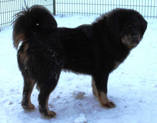 Тибетский мастиф - лучший страж на территории в Москве фото 154