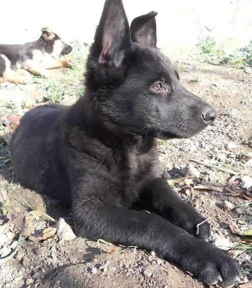 Черные и черно-рыжие щенки немецкой овчарки с документами в Севастополе фото 5