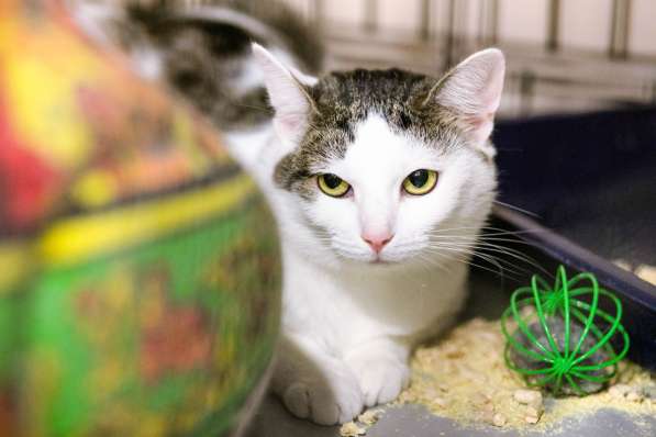 Скоро ли Миссис встретит своего хозяина в Москве