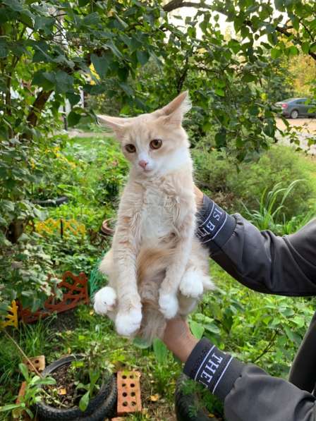 Котенок-эльфик в Санкт-Петербурге